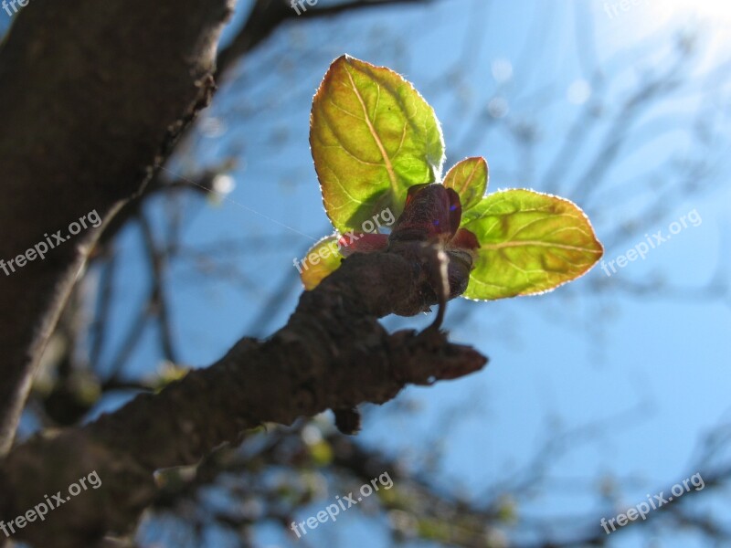 Spring Leaves Nature Tree Floral