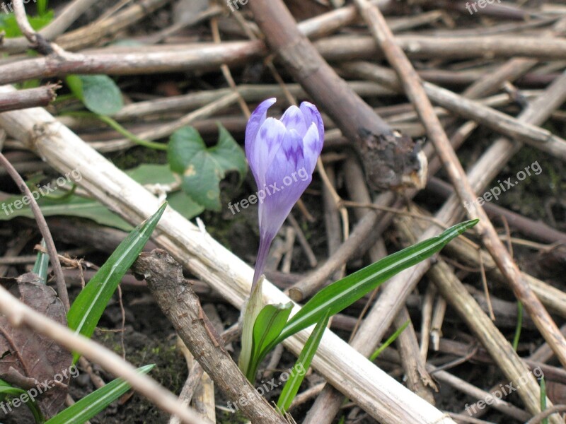 Crocus Nature Spring Flora Garden