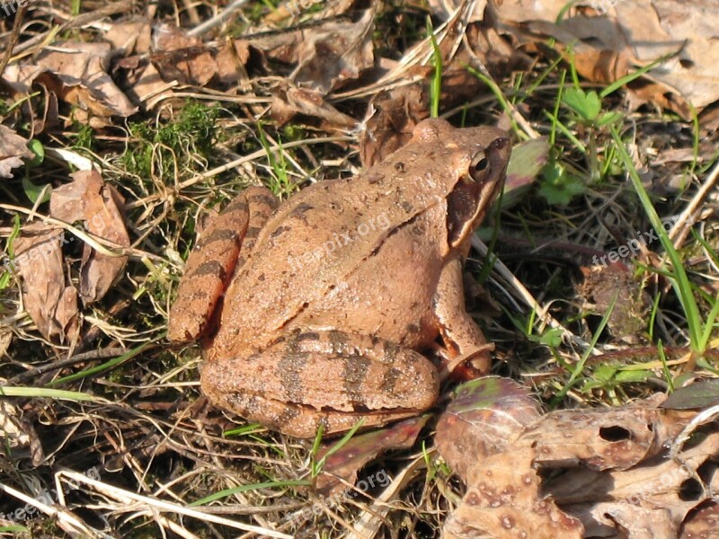 Toad Ground Toad Frog Brown Macro