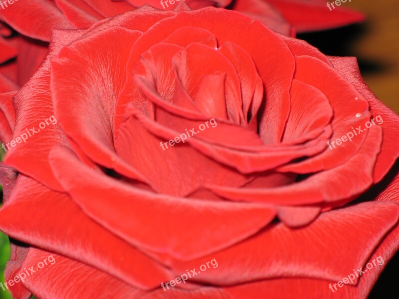 Rose Flower Red Silk Foto