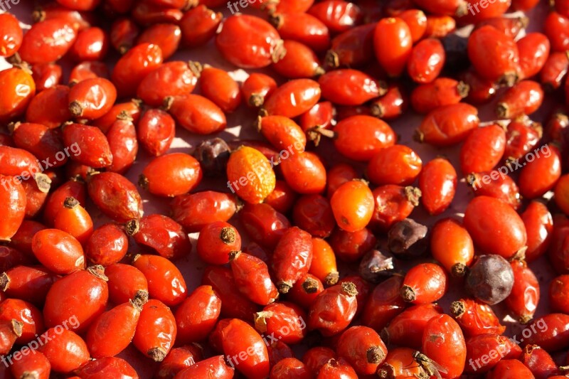 Rosehip Ate Drying Red Free Photos