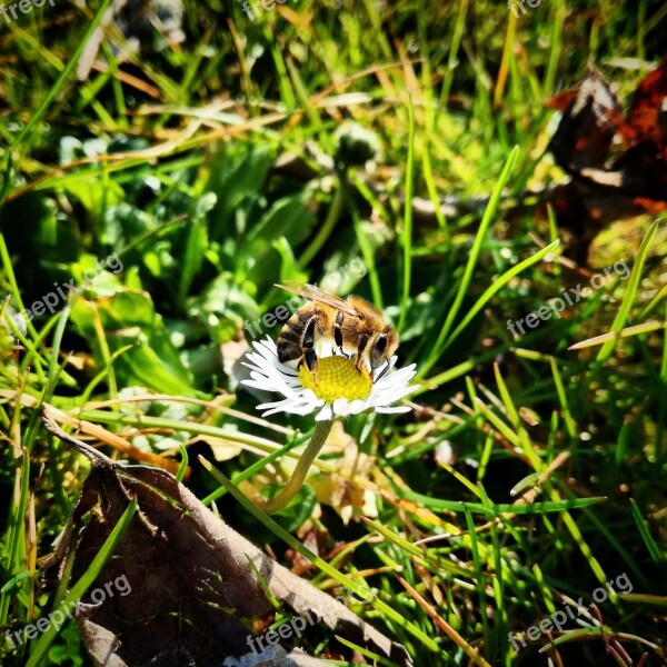 Bee Pollen Honey Margaret Flower