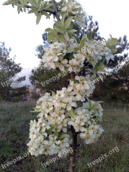 Ahlat Wild Pear Flower Free Photos