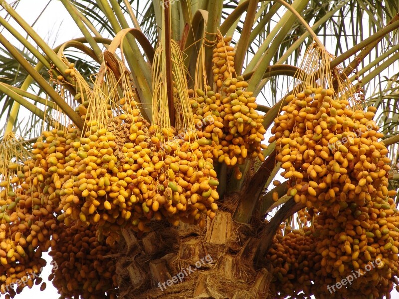 Palm Date Arbre De Date Palm Tree Blessing