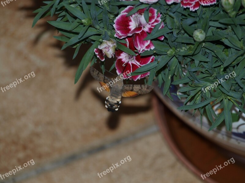 Butterfly Sucking The Pollen Free Photos