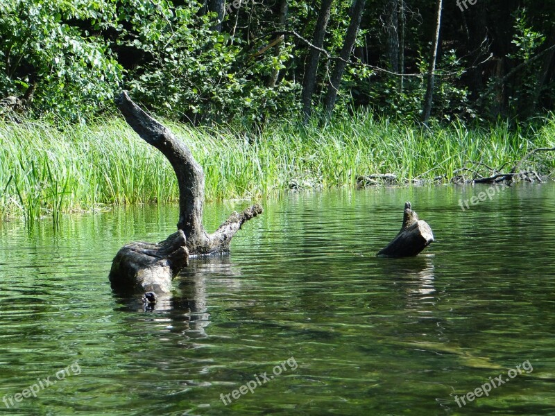 Water River Logs Of Trees Landscape Nature