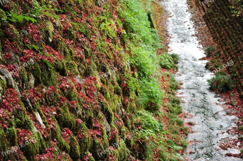 Autumn Fallen Leaves Maple Ishigaki Brook