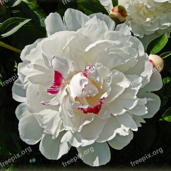 Flowers White White Flowers Nature White Flower