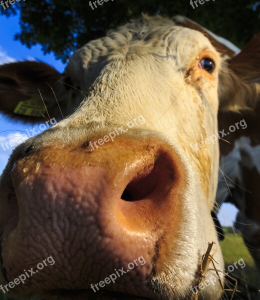 Kuhschnauze Close Up Beef Portrait Cows