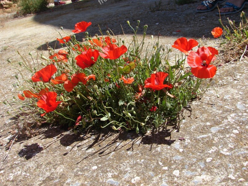 Poppies Makronissos Exile Free Photos