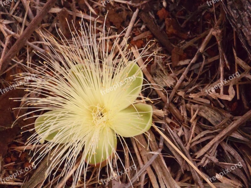 Flower Pequi Cerrado Free Photos