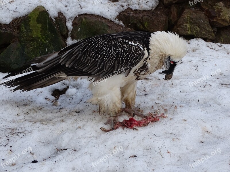 Sup Eagle Bird Birds Breeding Raptors