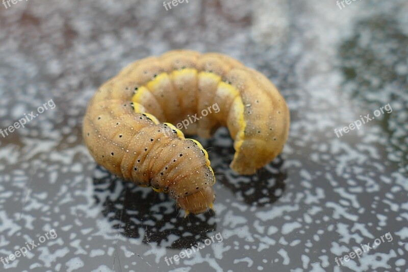 Caterpillar Stage Of Development Butterfly Caterpillar Free Photos