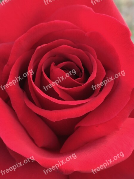 Rose Red Rose Flower Red Red Roses