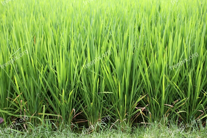 Grass Rice Rice Cultivation Paddy Green