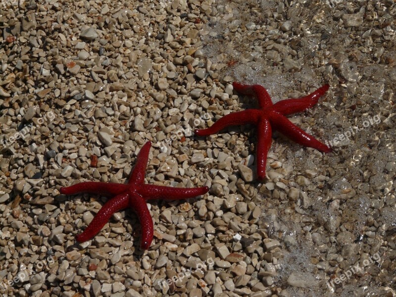 Beach Starfish Sea Nature Sea Star