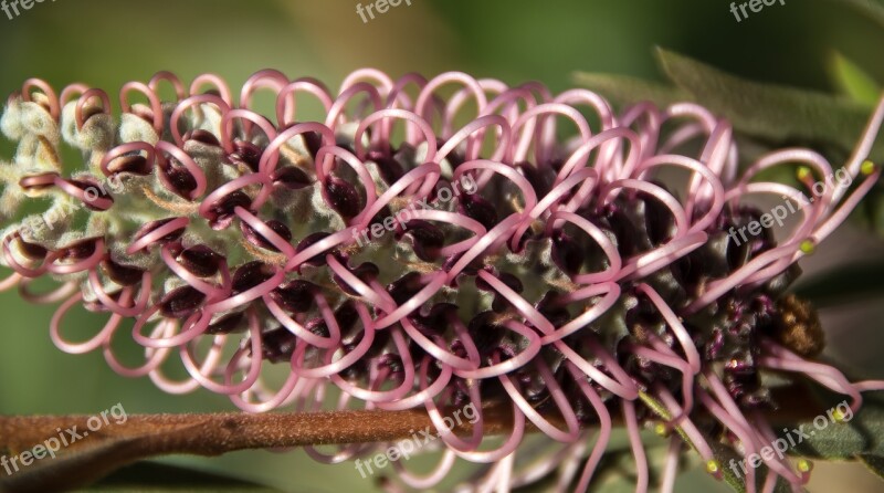 Grevillea Flower Australian Native Pink