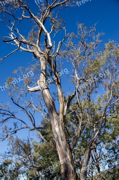 Gum Trees Eucalypts Green Silver Bark