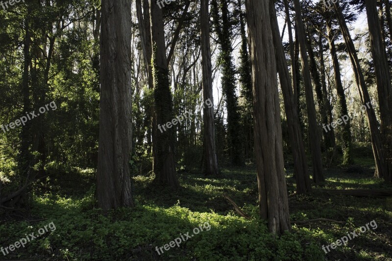 Trees Forest Sun Forest Trees Green