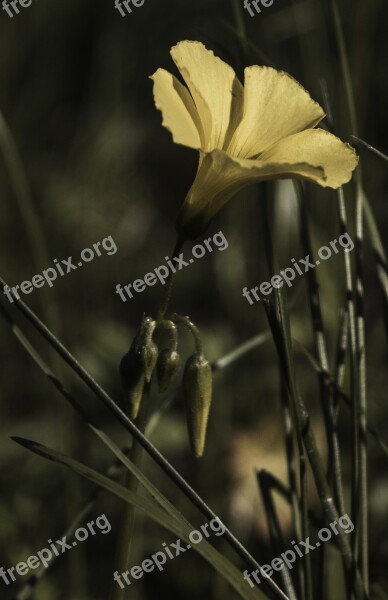 Flower Sourgrass Blossom Yellow Foraging