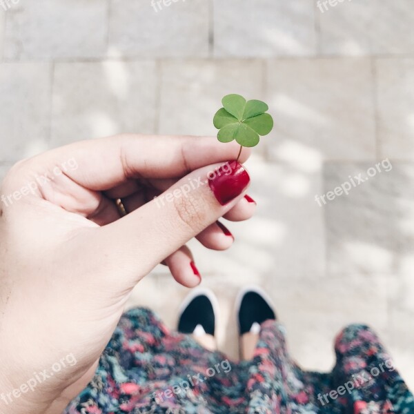 Clover Four Leaves Four Leaf Clover Free Photos