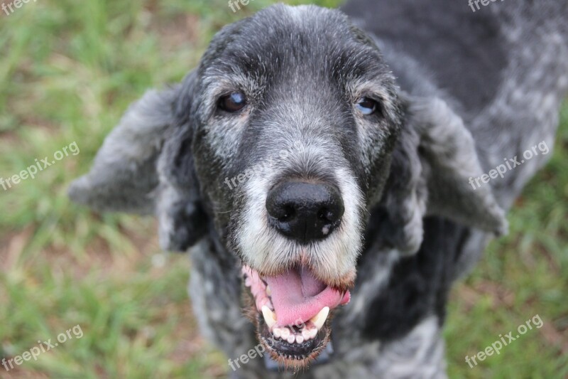 Dog Old Cocker Spaniel Old Dog Pet