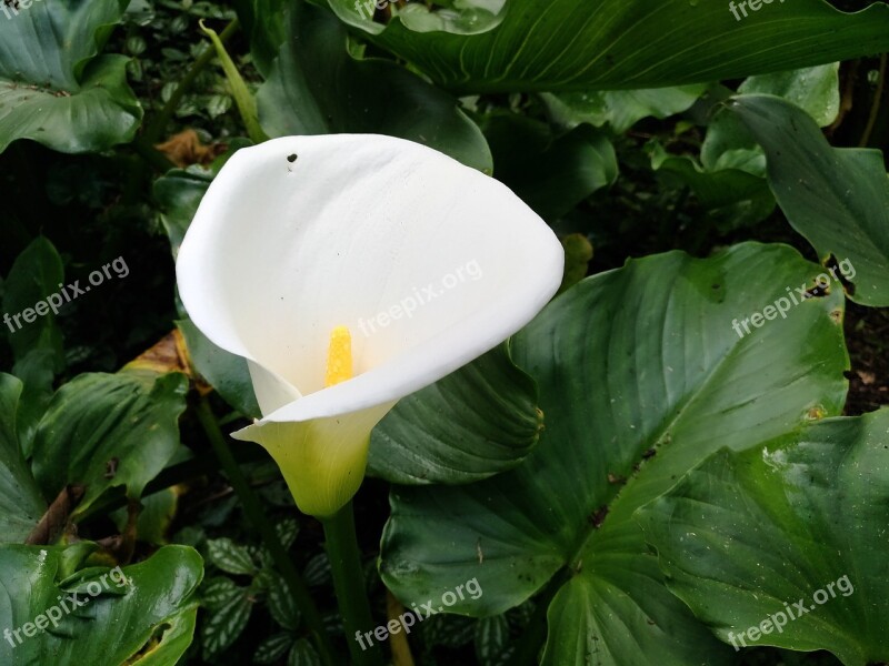 Glass Of Milk Flower Nature Free Photos