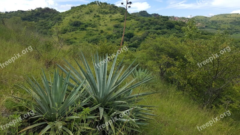 Maguey Blanco Mount Mountain Landscape Sky