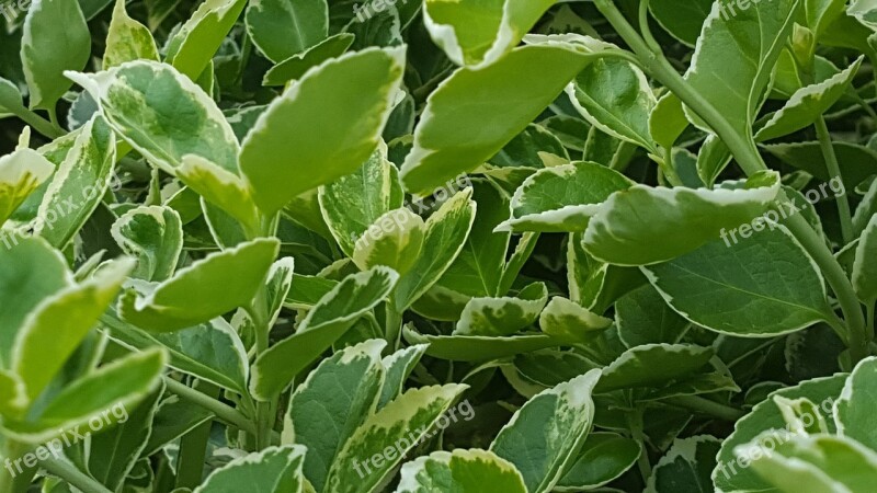 Green Flowers Nature Plant Macro