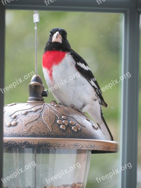 Bird Rose Grosbeak Nature Backyard