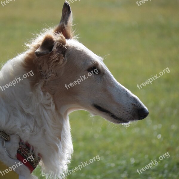 Dog Pet Borzoi Russian Wolfhound Animal