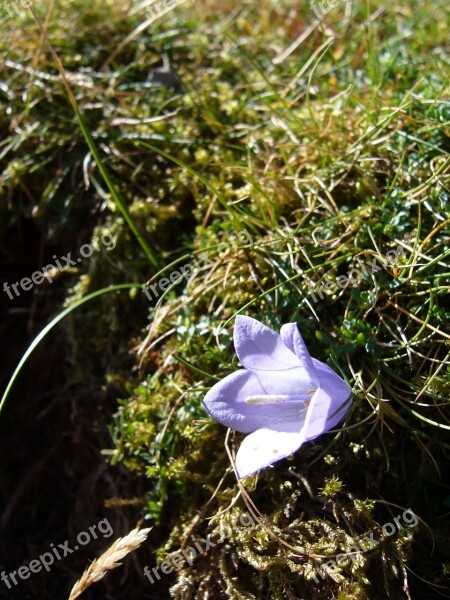 The Lake District Flower Nature Free Photos