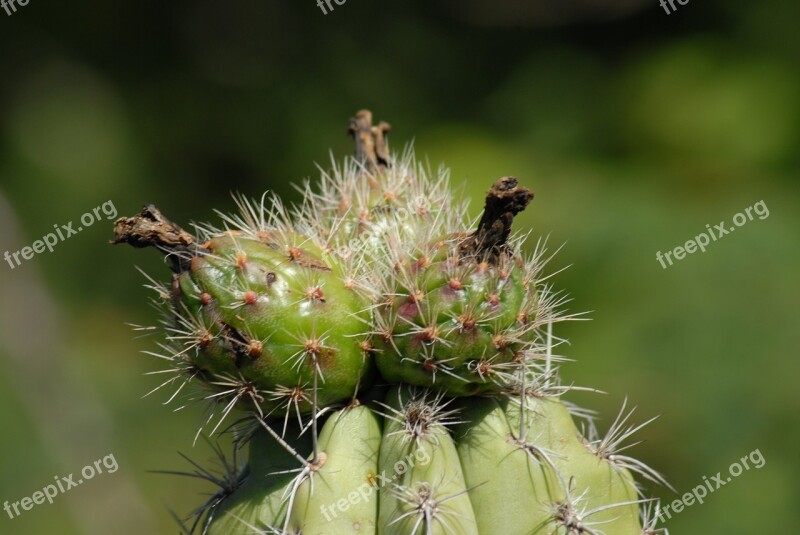 Pitaya Organo Nature Free Photos