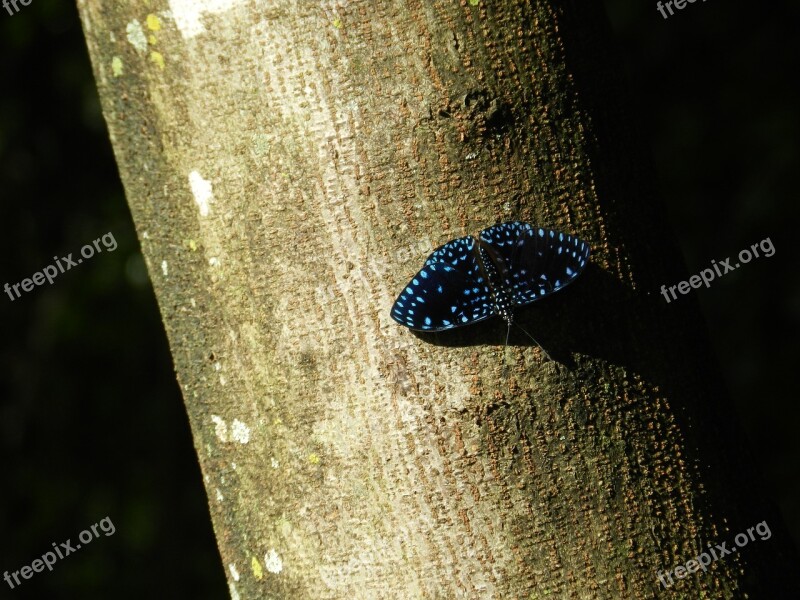 Butterfly Blue Colorful Butterfly Insects Landing