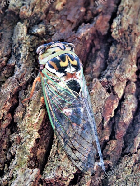 Insect Flying Cicada Colorful Wildlife