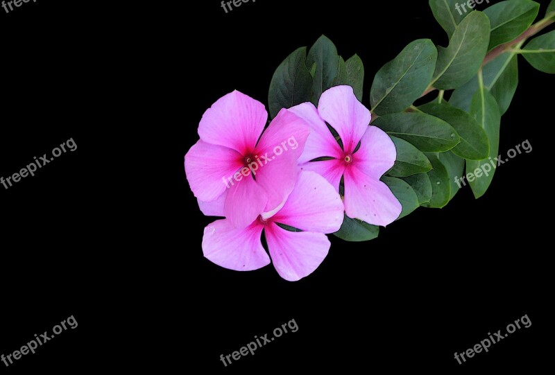 Pink Flowers Black Background Color Flower Tapeworm