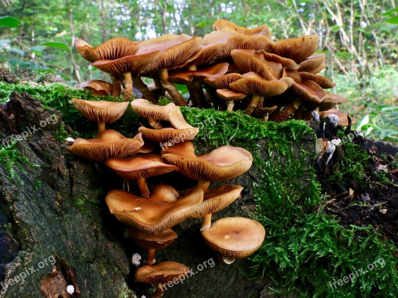 Disc Fungus Moss Autumn Free Photos