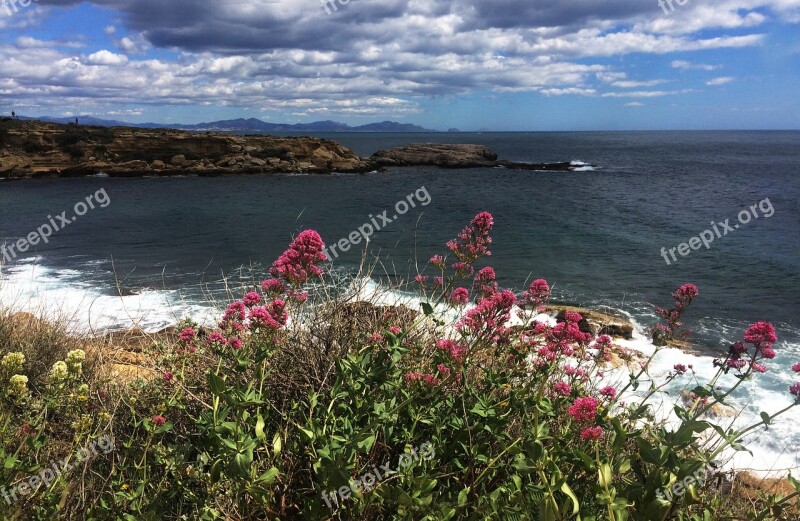 Flowers Sea Provence Coast Cote Bleue