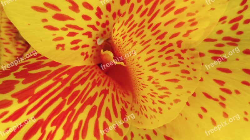 Canna Lily Yellow Flower Spotted Petal Garden