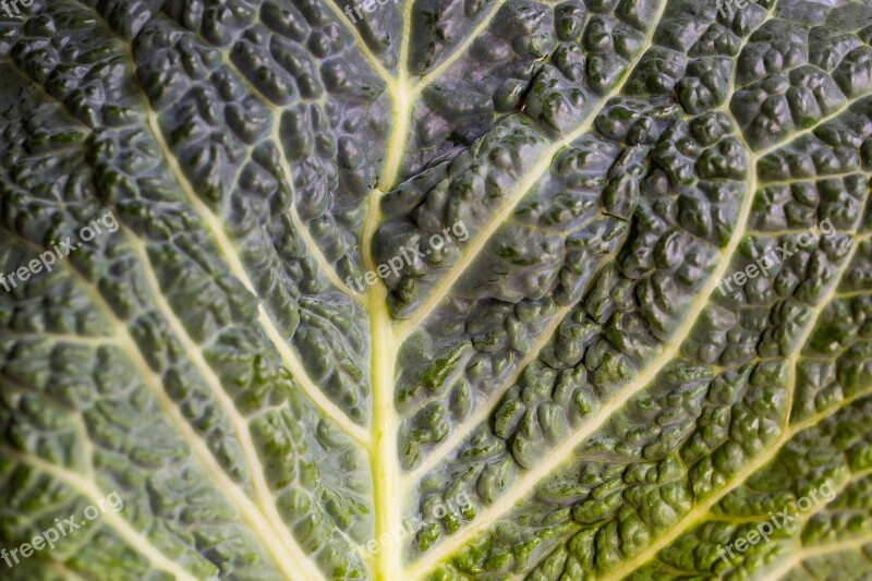 Kohl Leaf Head Cabbage Winter Vegetables Savoy