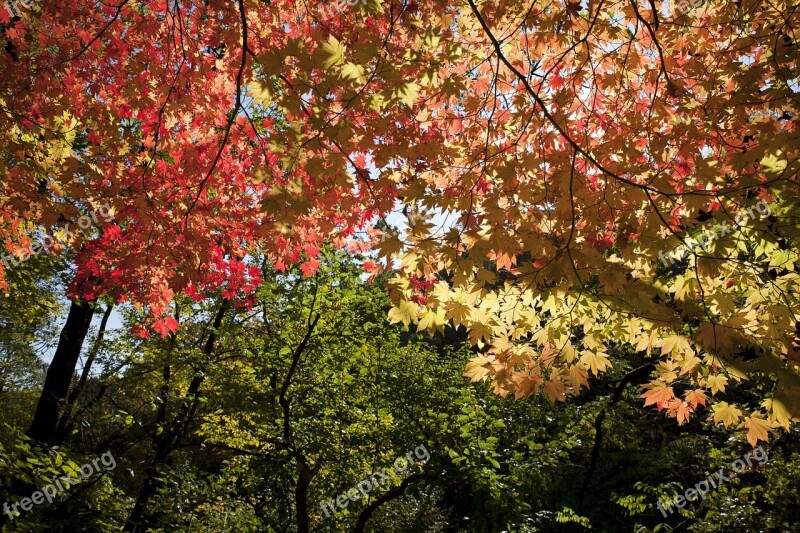 Leaves Autumn Leaves Autumn The Leaves Leaf