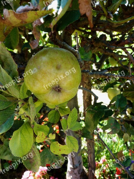 Apple Autumn Vitamins Fruit Harvest