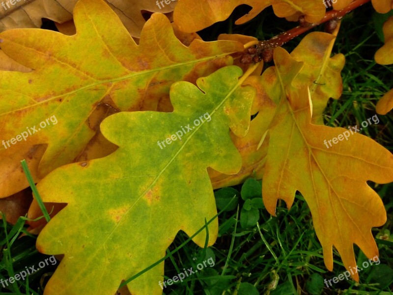 Leaf Oak Oak Leaf Tree Autumn