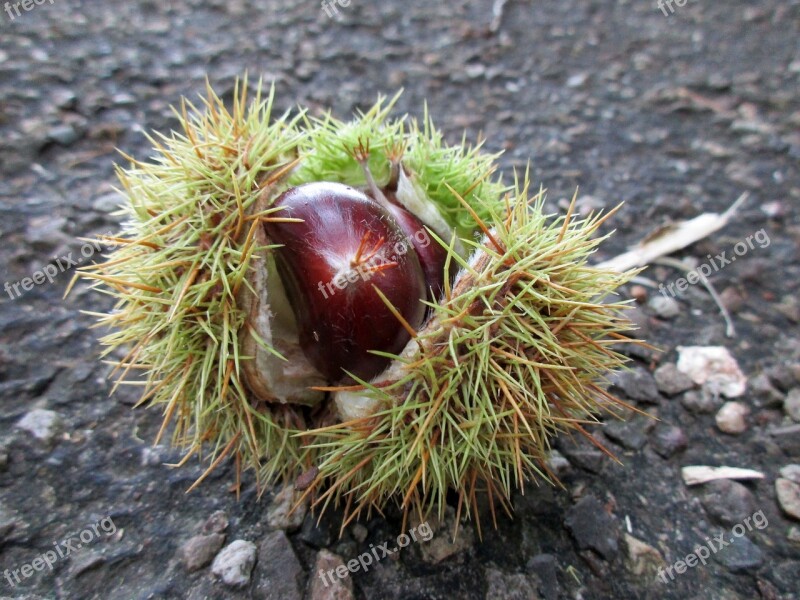 Chestnut Open Chestnut Prickly Nature Autumn Fruit