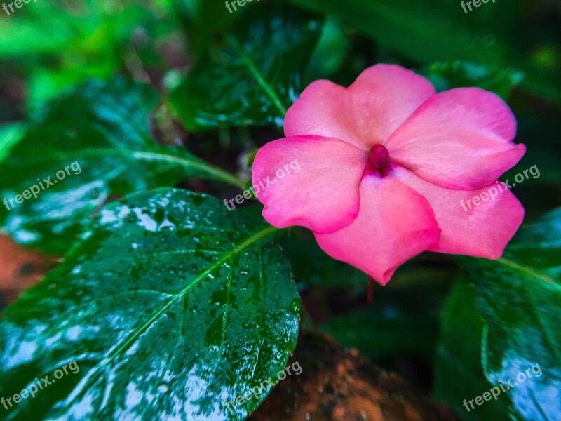 Pink Flower Macro Macro Photography Pink Flowers Flower