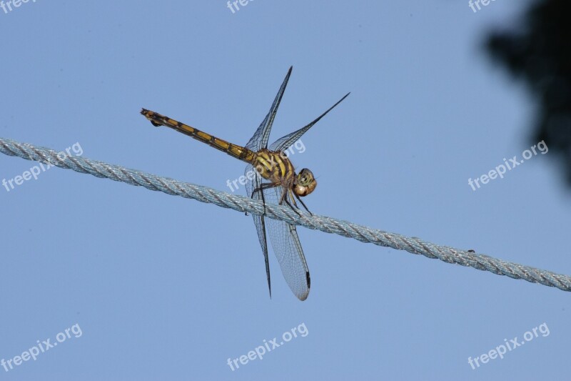 Dragon Fly Dragonfly Free Photos