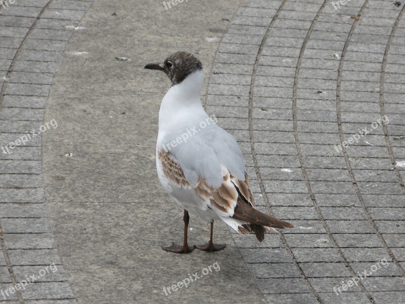 Seagull Bird Sea Gulls Summer