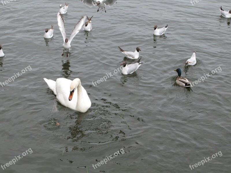 Swans Lake Proroga Bird Pond