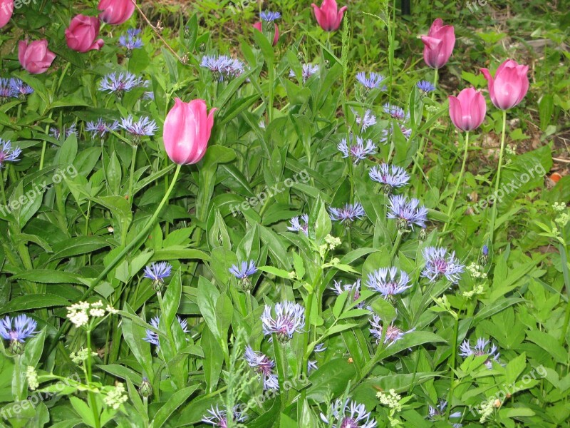 Flowers Nature Bright Colors Flower Plant