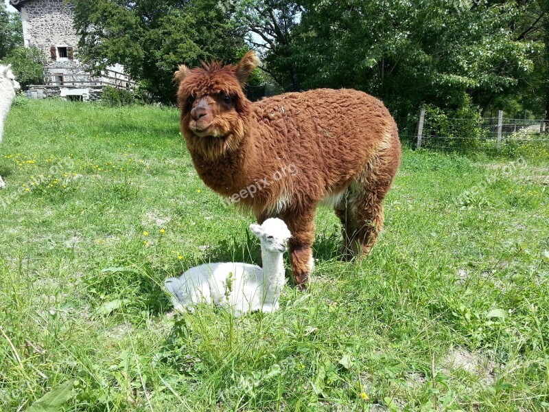 Alpaca Baby Cried Free Photos